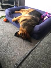 Min räddningshund caesar. bokstavligen 2 timmar efter att han kom till mitt hus.