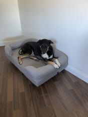En hund som ligger på sin grå bolsterbädd