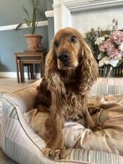 En hund satt i pawsteps naturliga bädd för hundar.