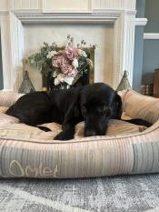 En hund som vilar i pawsteps natural nest hundbädd.