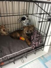 En liten brun hund i en nisch Fido Nook med en grå säng inuti.