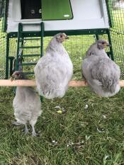 Höns som sitter på en stuga på Eglu 