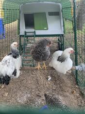 Tre kycklingar som sitter på Omlet universal kycklingstång inuti en grön löpning Eglu Cube stor hönsgård
