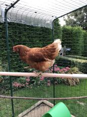 Henrietta paraderar på sin nya stång!