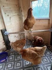 Vår flicka chick wilson