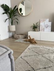 En hund som leker på sin kylmatta