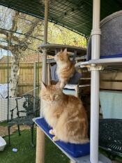 Tom och jerry njuter av sin nya 5 x 3 x 2 kattbana och sittpinnar.