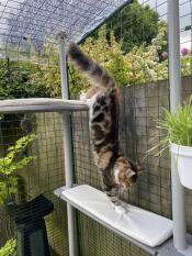 En katt som använder sitt kattträd utomhus