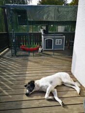 En hund som sover bredvid en katt i sin stora kattinhägnad