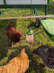 Tre kycklingar som roar sig med sin hängande hackleksak