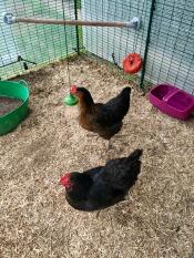 Pendant peck leksak som håller mina flickor glada