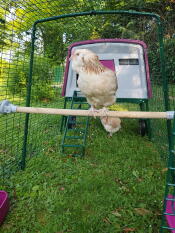 Kyckling på Omlet universell kycklingstång i Omlet lila Eglu Cube stor hönsgård