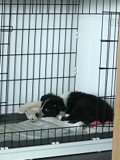 En svartvit hund som sover i en låda