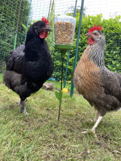 2 kycklingar som äter frön från sin hackleksak.