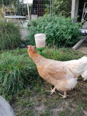 En blekbrun kyckling som äter majs från en plockleksak