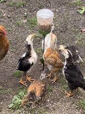 Höns med Omlet peck leksak