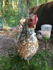Höns i Omlet gå in i hönsgård med Omlet kyckling leksak för hackande kycklingar