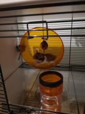 Hamster på flykt 