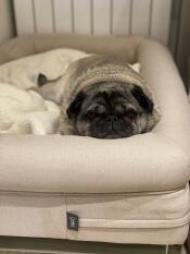 Mysig som en mops