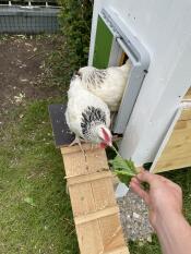 Höns som kommer ut ur sin bur genom en automatisk dörr, lockade av sallad som de fått i handen.