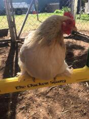En kyckling som sitter på en kycklinggunga