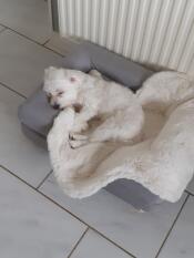 En vit liten hund i en liten grå säng med fårskinnsöverdrag
