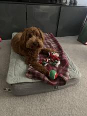 En brun lockig hund som ligger på sin grå säng