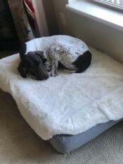 En hund som sover på sin grå säng och fårskinnsöverdrag.
