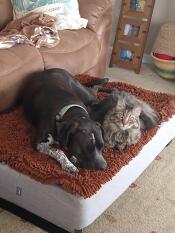 June carter och hennes bror dinky älskar båda sin säng Omlet!