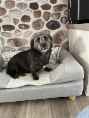 En hund som sitter på sin grå säng med en kudde