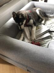En hund som tuggar på en tidning i sin grå säng med kudde
