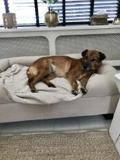 En brun hund som njuter av sin beigefärgade stora säng