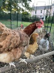 Flocken älskar sin löpning och sin träpinne. 