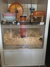 Gerbils utforskar ny uppställning