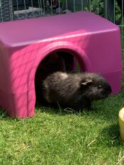 Oreo njuter av sitt Zippi skydd! 