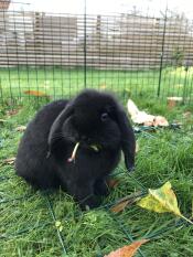 One can eat fresh food in new cage anytime. It’s perfect with net underneath. 