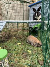 Nibbles och clover njuter av sin Omlet run! 