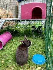 Nibbles njuter av sitt lopp på Zippi! 