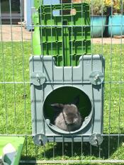 Baby lejon lop