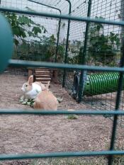 Rocky och sarih älskar tunneln från stallet till utomhusinhägnaden