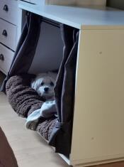 Hund sover i Fido Nook hundkorgsmöbler