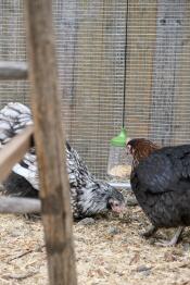 Flora och serena (marans, orpington) med sin pippleksak