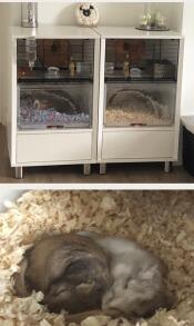Våra två gerbils, ty och caleb, i sina två Omlet burar.