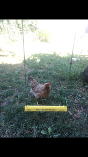 En kyckling som står bakom en kycklinggunga