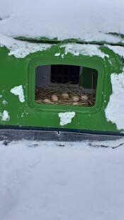 En grön Eglu Cube i Snow med ägg som lagts på halm