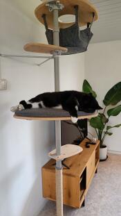 En katt som vilar på plattformen på sitt inomhusträd