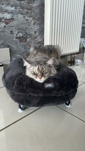En maine coon katt i en mörkgrå donutformad säng