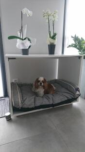 En liten brun och vit hund i en stor hundbädd med en grå säng och orkidéer på toppen.