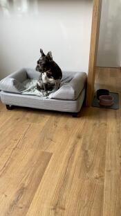 En hund som sitter på sin grå säng med en kudde