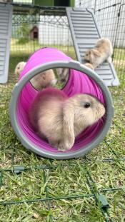 Kaninungarna älskar att leka i sin Zippi springa! 
